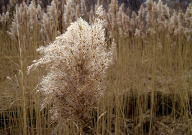 Free Sea-Grass Salt-Marsh photo and picture