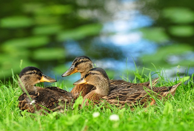Patos, Natureza, Pássaro, Animais