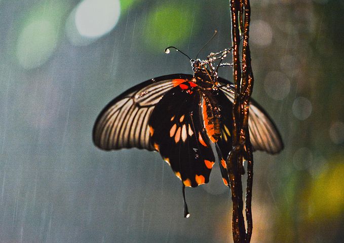 Spring Rains Butterfly 70+ Free Butterfly Rain & Rain Images - Pixabay