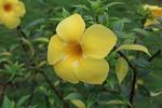 fellow flowers, flowers, green nature