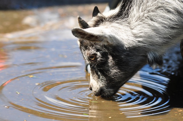 Agua, Bebida, Verão, Natureza, Animais