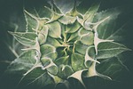 sunflower, young, undeveloped