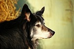 dog, border collie, herding dog