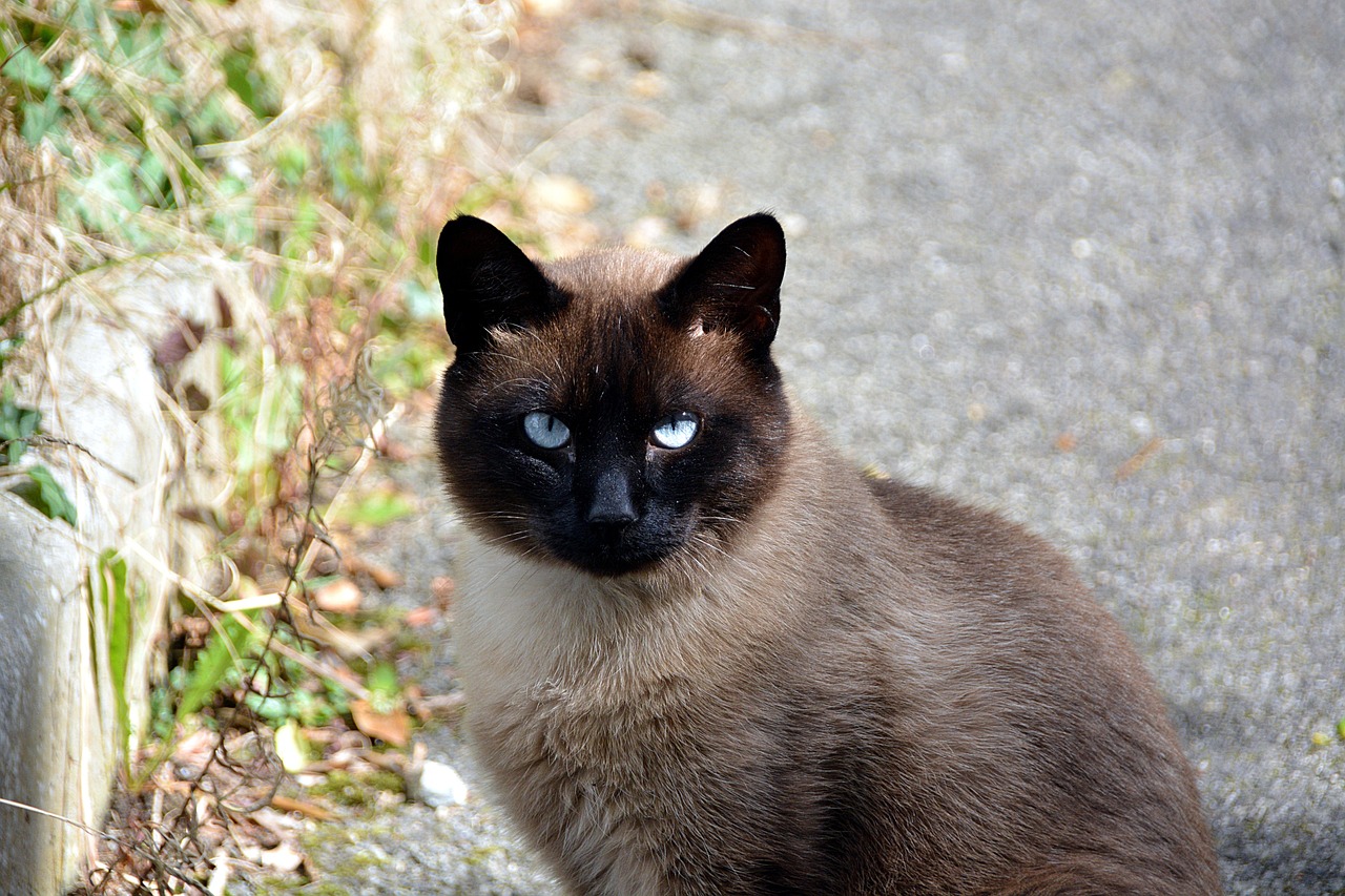 Cat - free online jigsaw puzzle photo