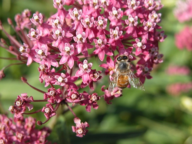 Free Swamp Milkweed Red Milkweed photo and picture