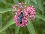 swamp milkweed, blue-winged mud dauber, red milkweed flower