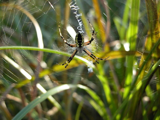 Free Garden Spider Web photo and picture