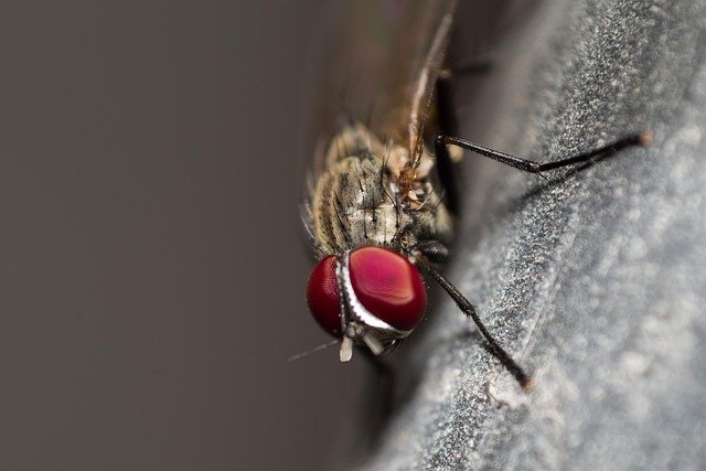Free Fly Insect photo and picture