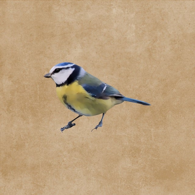Free blue tit bird songbird illustration