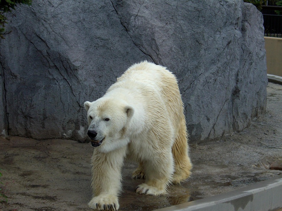 シロクマ, 動物園, 北海道, 旭山動物園