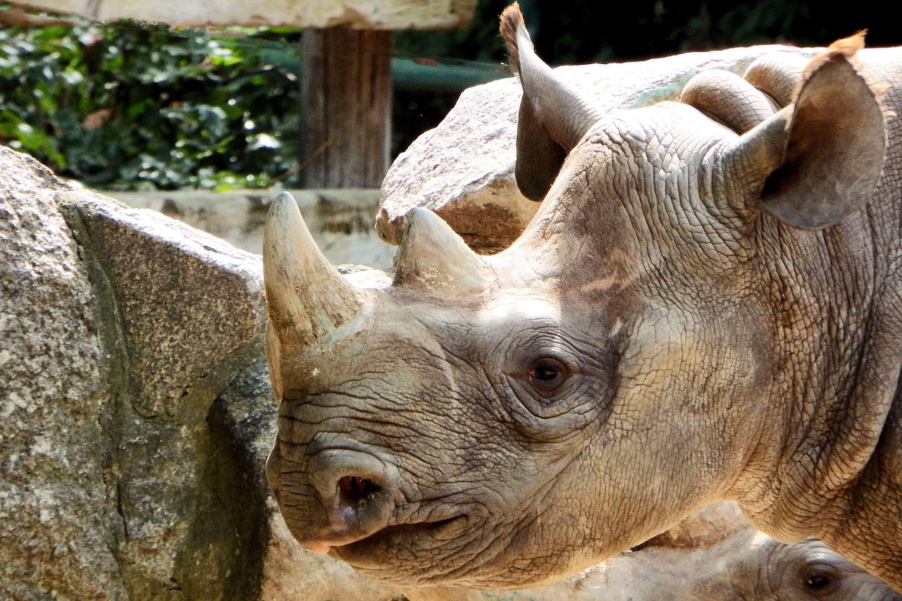 Rhinocéros Cornes Diriger Portrait Photo gratuite sur Pixabay Pixabay