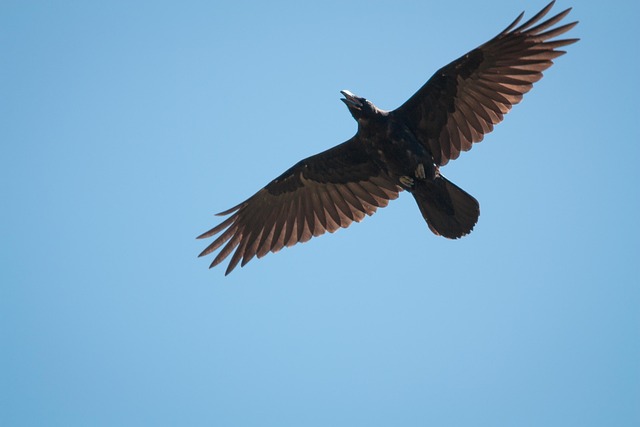 Free Bird Nature photo and picture