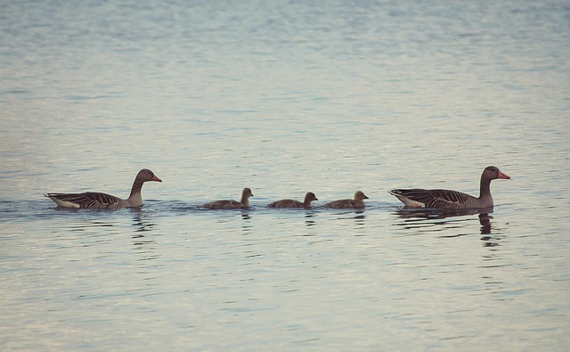 Free Bird Nature photo and picture