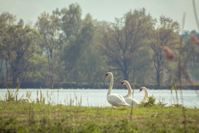 Free Bird Nature photo and picture