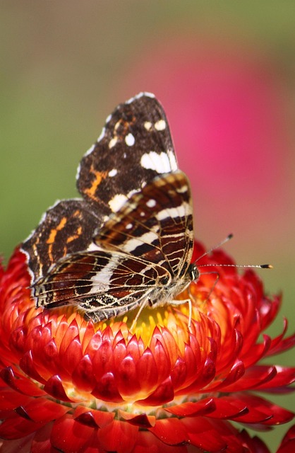 Free Animal Garden photo and picture