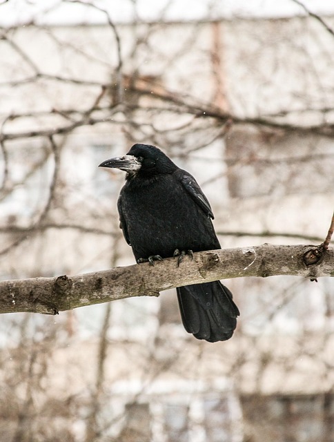 Cuervo, Pájaro, Invierno, Naturaleza