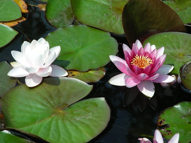 Blomstre, Plante, Åkande, Dam, Natur