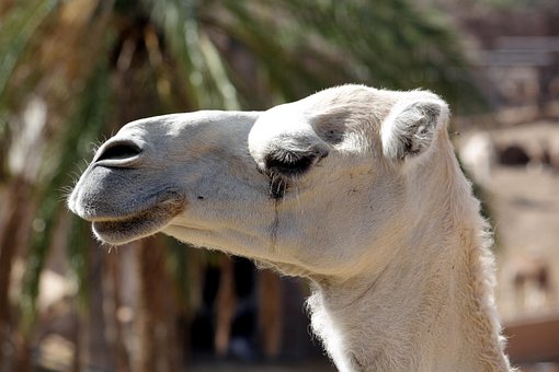Tier, Afrika, Maul, Ägypten, Dromedar