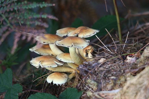Champignon, Svamp, Svampe, Skov