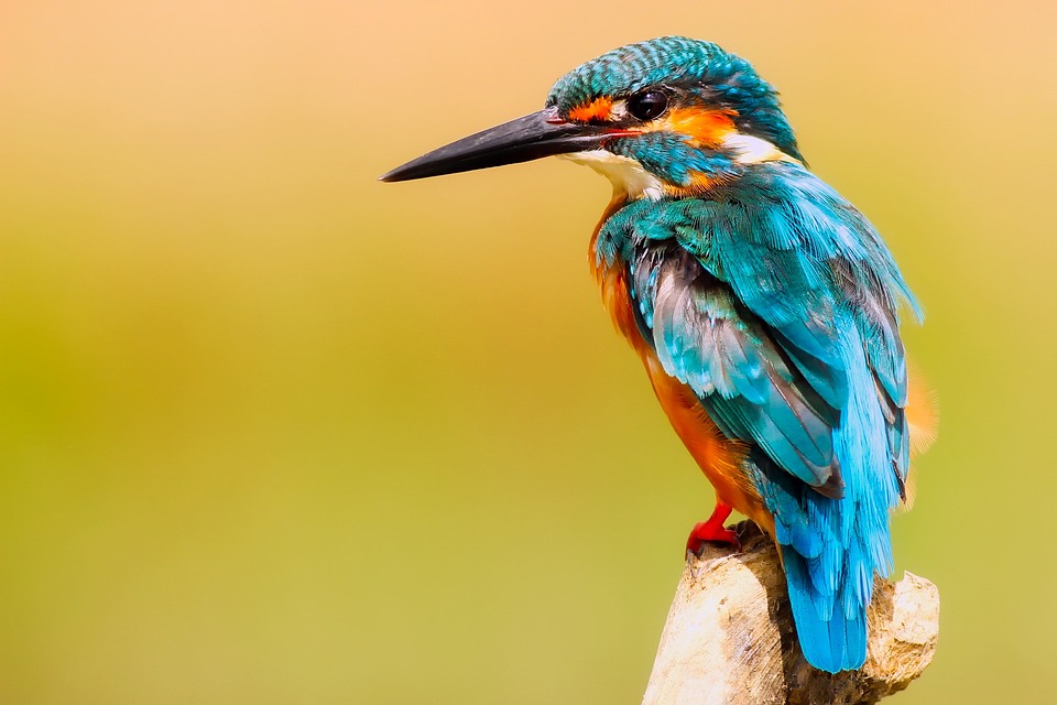 Kingfisher Bird Close Up Free Photo On Pixabay Kingfisher Bird Close Up Free Photo On Pixabay