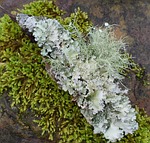 lichens with moss, lichen, symbiotic