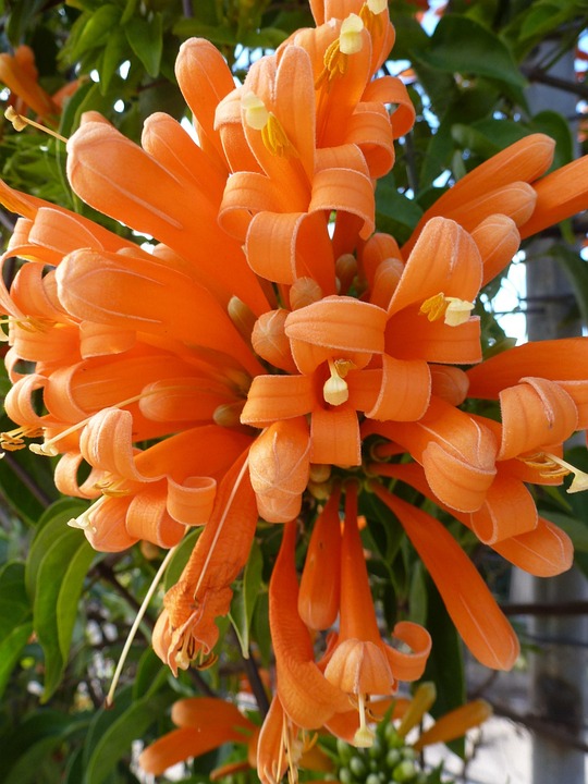 Naranja Flores Anaranjadas - Foto gratis en Pixabay