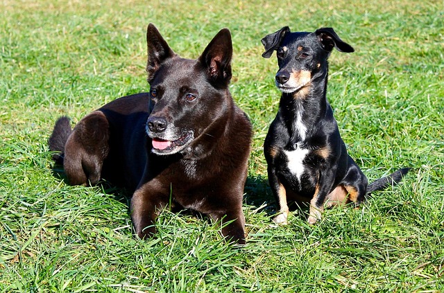 Free Dogs Meadow photo and picture