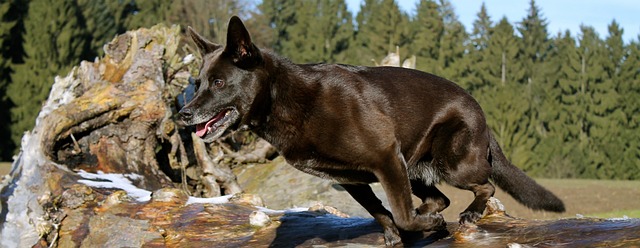 Free Dog Jumped photo and picture
