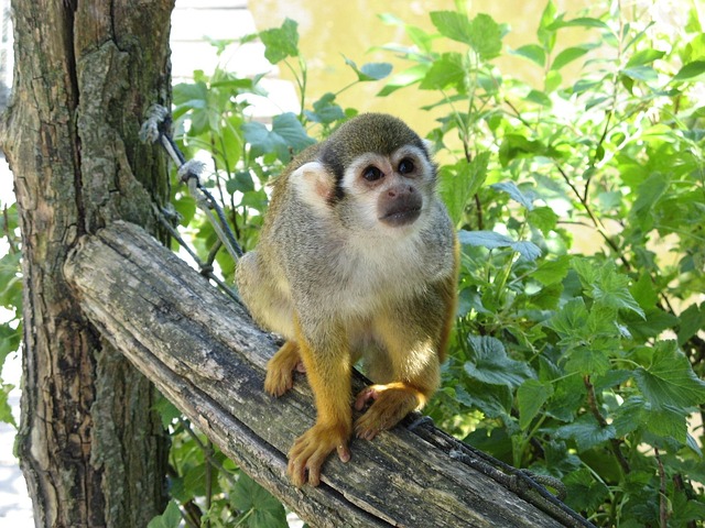 Free Monkey Monky photo and picture