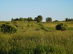 way, balk, grass