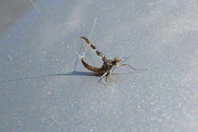 Free Callibaetis Mayfly photo and picture