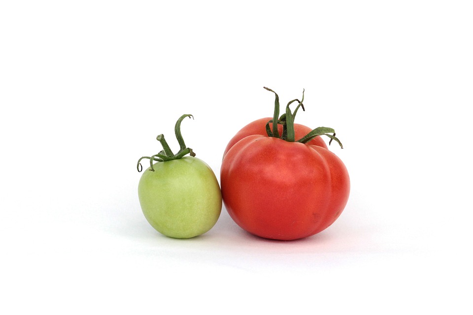 Tomatoes, Red, Green, Summer, Dacha, Harvest