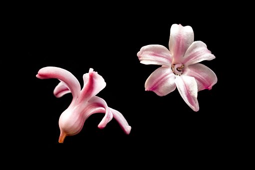 Jacinto, Blomster, Roser, Lukt, Vinter