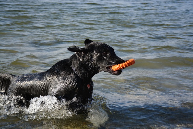 Free Dog Retriever photo and picture