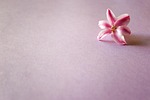 jacinto, flower, rosa
