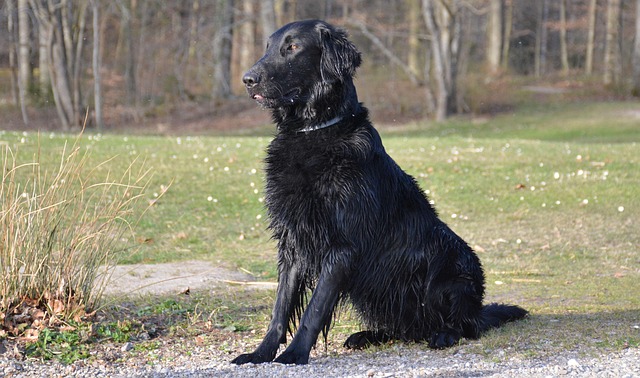 Free Dog Retriever photo and picture