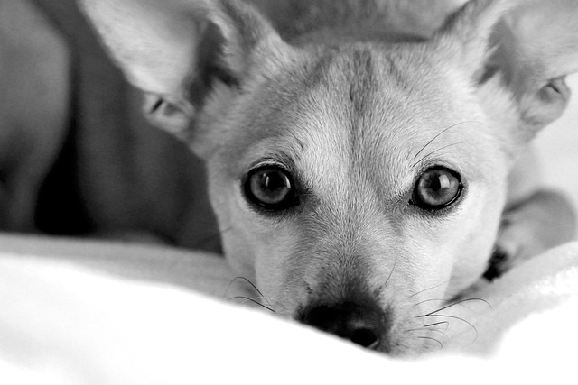Free Eb Dog photo and picture