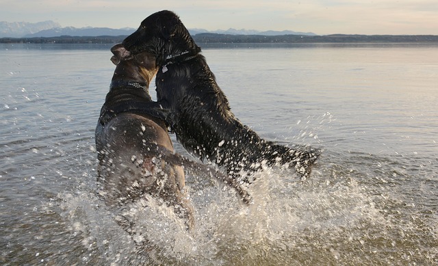 Free Dogs Battle photo and picture
