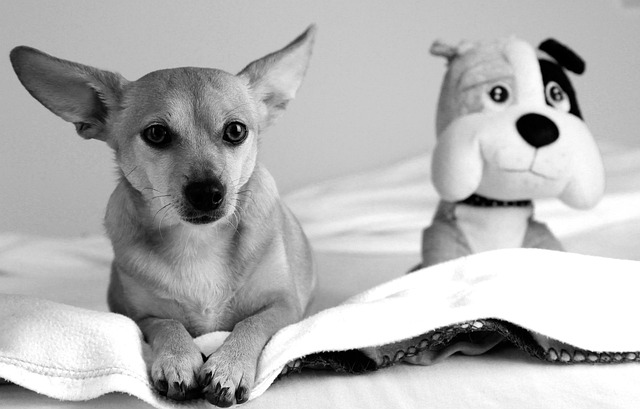 Free Eb Dog photo and picture