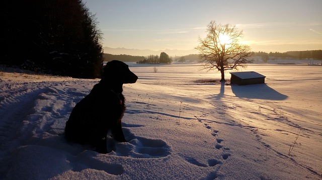 Free Dog Retriever photo and picture