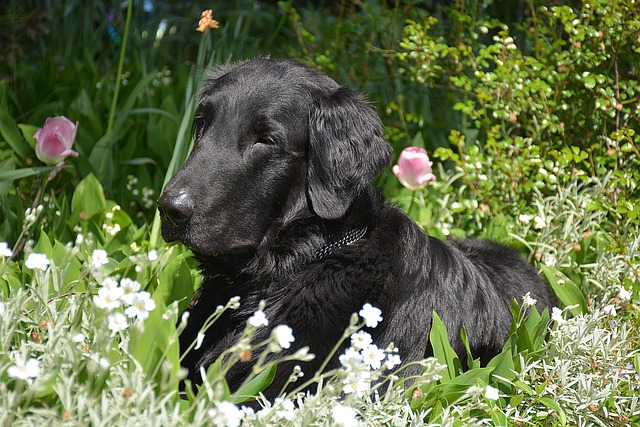 Free Dog Black Flat photo and picture