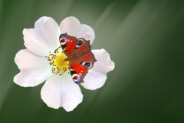 Free dog rose blossom bloom illustration