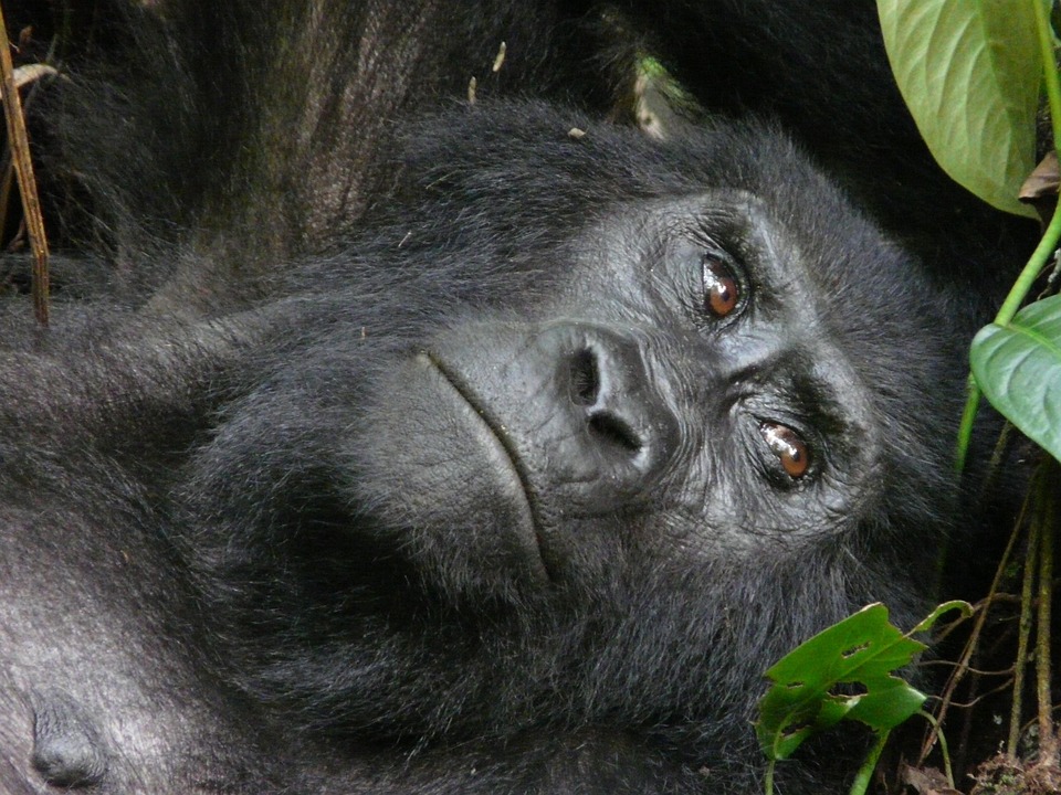 Montanha, Gorila, Beringei, Uganda, Bwindi, Nacional