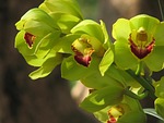 orchid, flowers, green