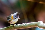 birds of mt crested, doi phu kha, wild fowl