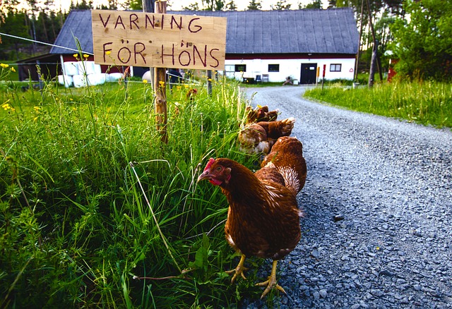 Free Farmhouse Sweden photo and picture