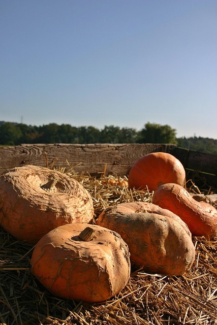 Calabaza, Venta, Atrevimiento, Otoño