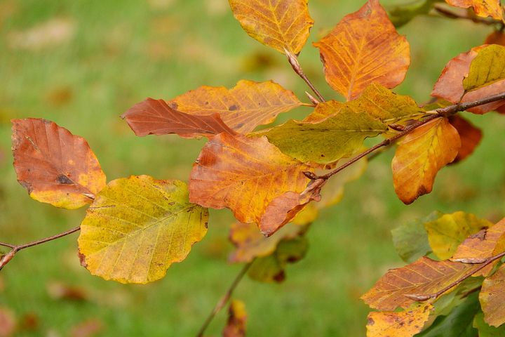 ブナの森 画像 - 無料画像をダウンロード - Pixabay