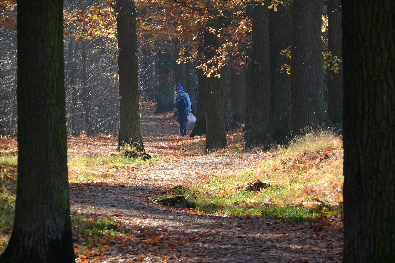 Free Forest Road Footpath In The Forest photo and picture