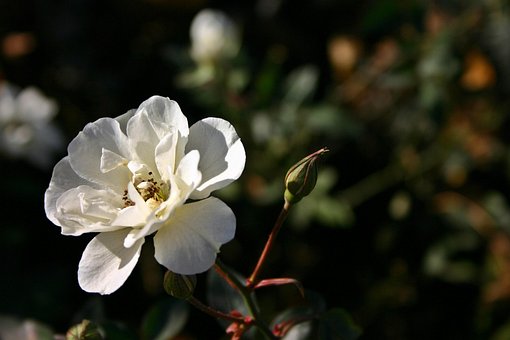 Rosa, Blanco, Flor, Naturaleza, Planta